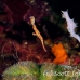 pipefish_ghost_thin_mid_h_0705_png1361.jpg
